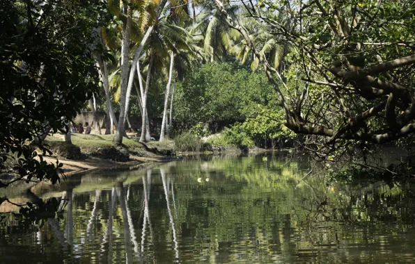 Picture nature, river, background, Wallpaper, India, walk, mantra forests