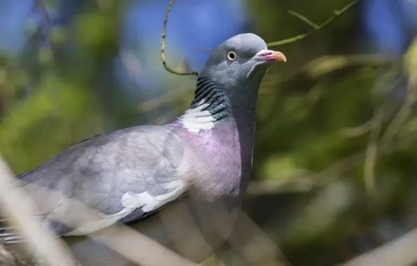 Look, branches, nature, background, bird, dove, portrait, handsome