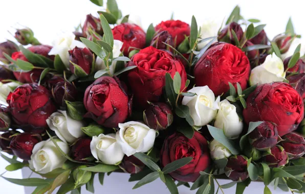 Picture white, red, roses, buds
