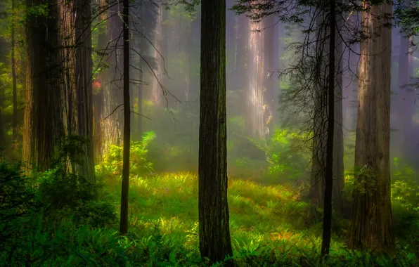 Forest, light, trees, nature, morning, CA, USA, Redwood