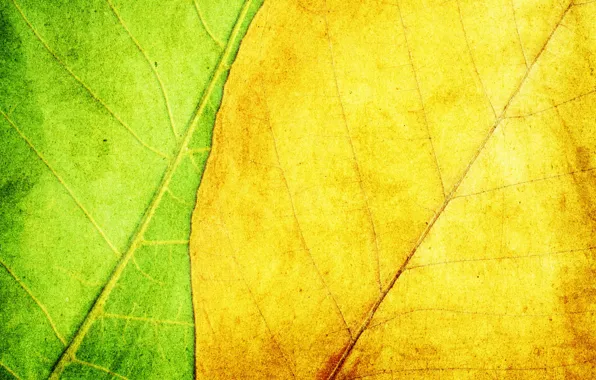 Leaves, yellow, green, background, texture