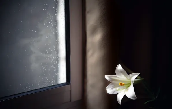Flowers, home, window