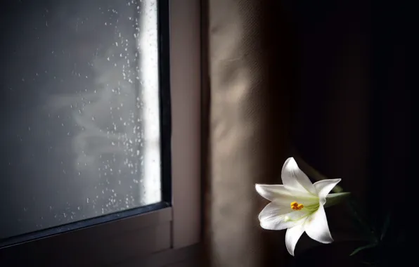Flower, house, window