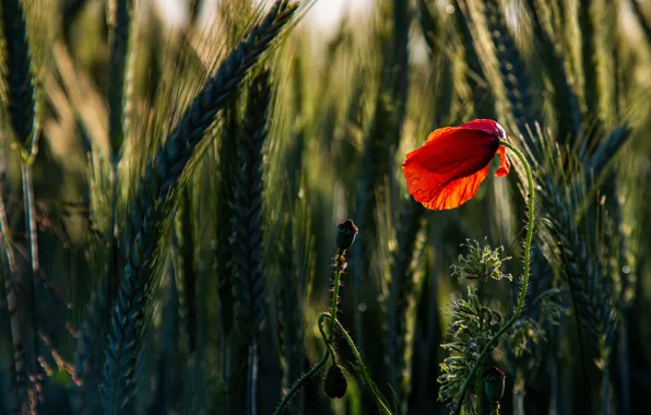 Flower, drops, light, red, one, Mac, rye, Maki