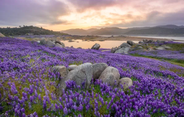 Field, clouds, flowers, mountains, fog, lake, stones, dal