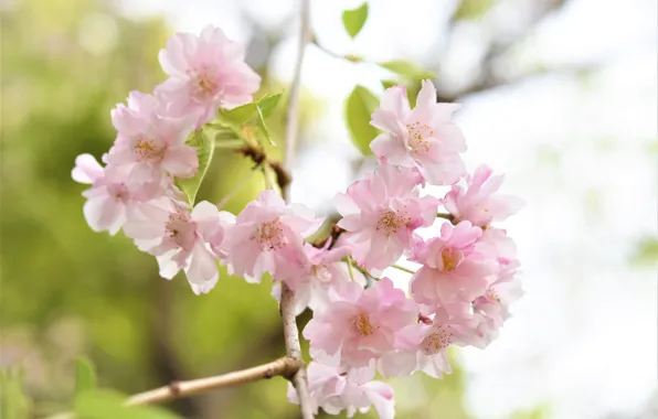 Greens, flowers, branches, cherry, spring, pink, flowering, bokeh