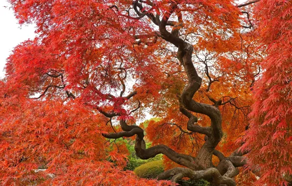 Picture Tree, Autumn, Fall, Tree, Autumn, Colors