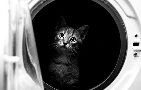 Picture cat, black and white, washing machine