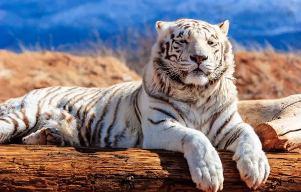 Picture face, paws, log, white tiger, wild cat, handsome