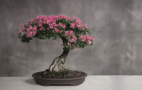 Leaves, light, table, tree, Japan, bonsai, stand