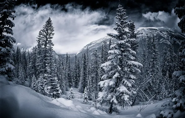Picture Canada, winter.trees