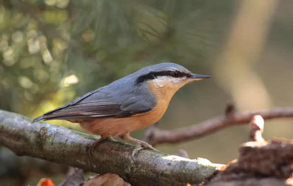 Glare, tree, bird, branch, blur