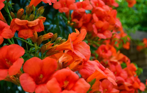 Picture Flowering, campsis, Flowering, Red flowers, Kampsis