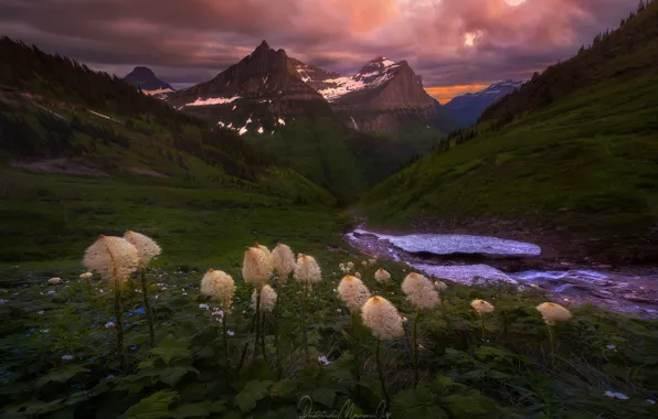 Forest, the sky, clouds, flowers, mountains