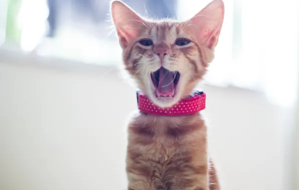 Red, collar, kitty, yawns