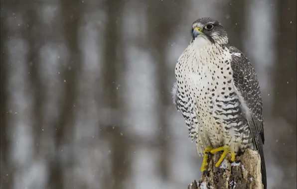 Picture winter, look, snow, bird, predator, Falcon, Merlin