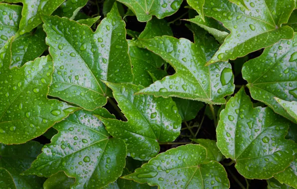 Green, wet, water, pattern, leaves