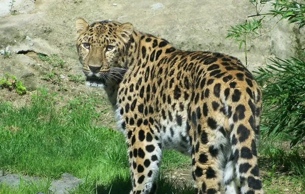 Picture look, interest, predator, leopard, far East, amur leopard