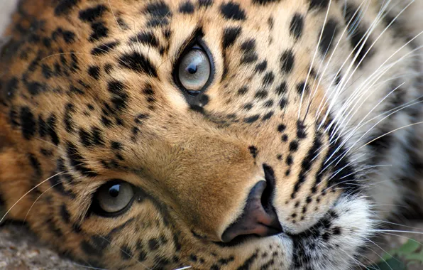 Eyes, face, head, leopard