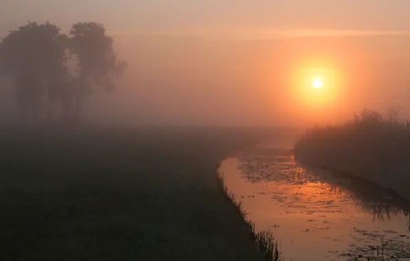 Summer, fog, river, dawn, morning