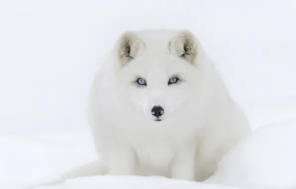 Winter, white, snow, Fox