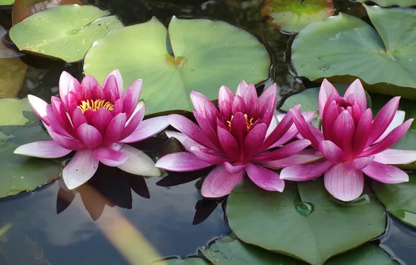 Leaves, water, flowers, lake, pond, pink, trio, water lilies