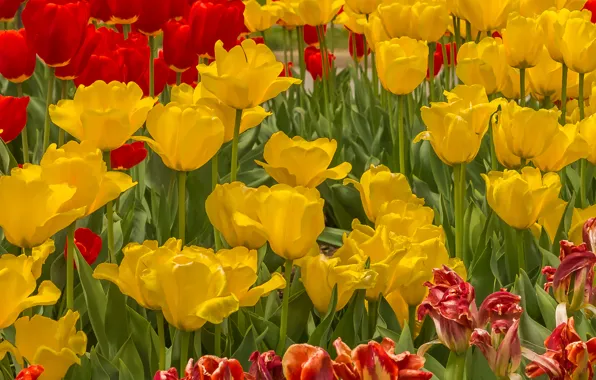 Picture field, spring, meadow, tulips