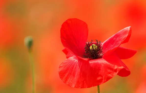 Picture macro, Mac, petals