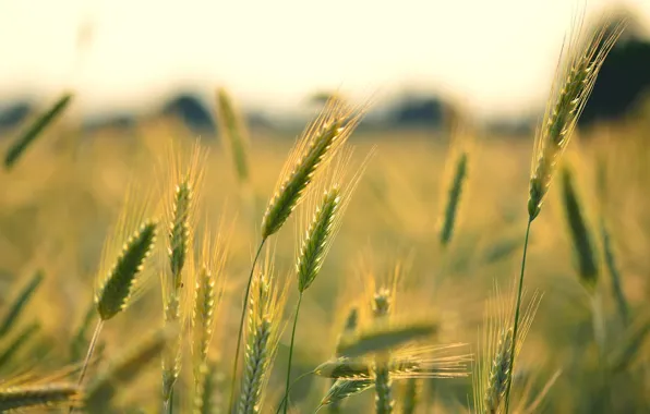 Wheat, field, macro, background, widescreen, Wallpaper, rye, spikelets