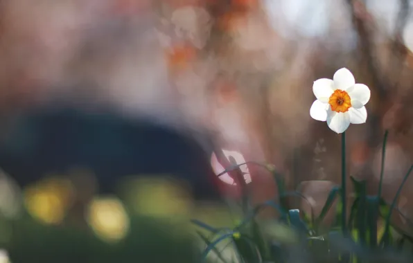 White, flower, grass, macro, glare, blur, green, Narcissus