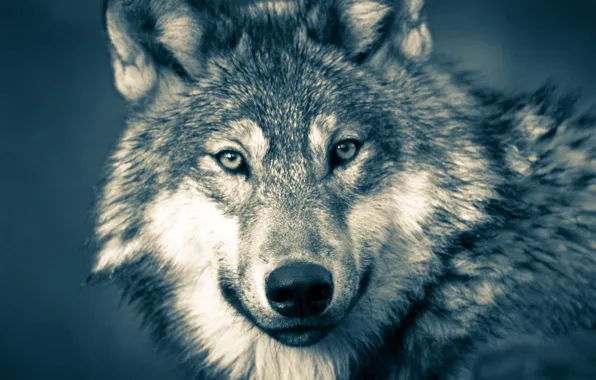 Nature, predator, animal, wolf, wildlife, portrait, portrait., Canis lupus. face