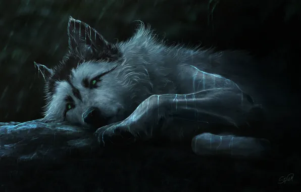 Picture look, night, wolf