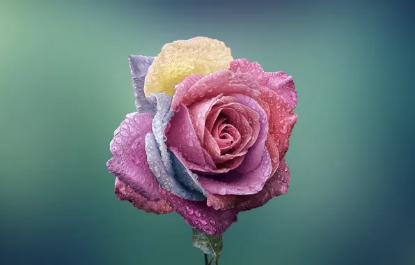 Picture flower, macro, rose, colorful