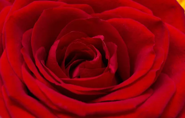Picture macro, red, plant, roses, red rose, buds