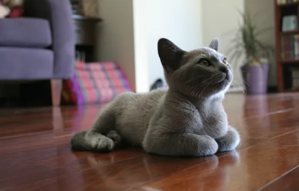 Picture eyes, cat, tail, animal, floor, paws, mustache, nose