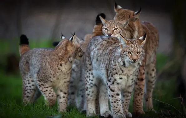 Look, face, nature, background, group, lynx, wild cat, mom