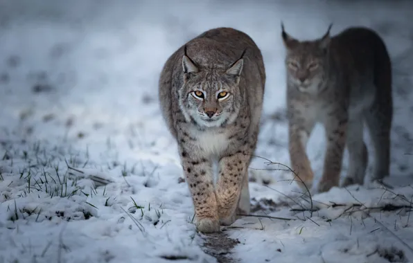 Picture winter, snow, two, pair, walk, lynx, lynx