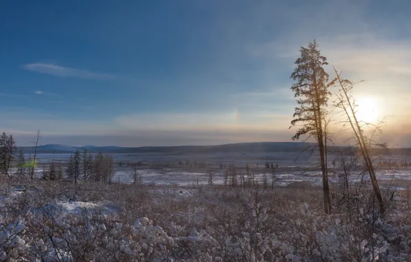 Picture the sun, snow, trees, North, the pole of cold, Oymyakon