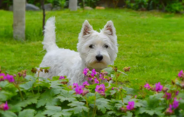 Picture Dog, Flowers, Dog, Flowers, The West highland white Terrier