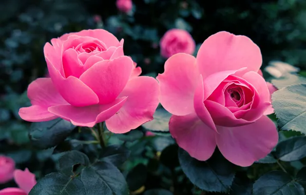 Picture leaves, flowers, roses, garden, pink, buds