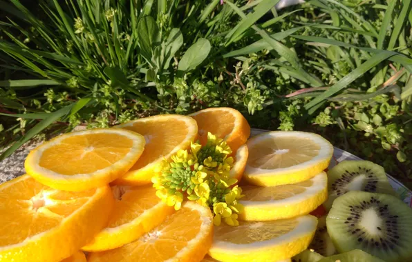 Grass, flowers, lemon, oranges, April, spring 2018, meduzanol ©