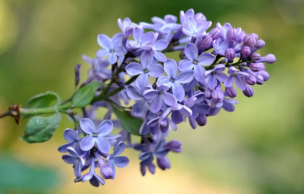 Picture macro, branches, spring, purple, lilac