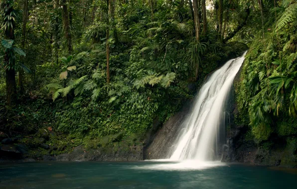 Forest, trees, tropics, thickets, shore, waterfall, jungle, fern