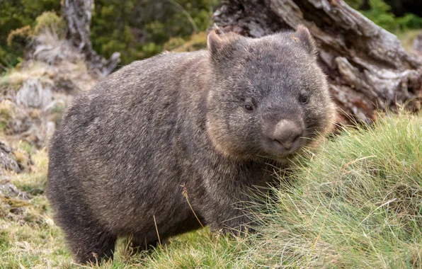 Grass, Australia, mammals, chord, marsupials, Wombat, dvortsovye, ambatovy