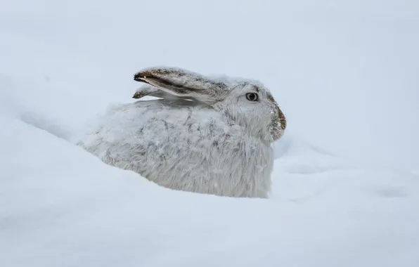 Picture winter, snow, hare, the snow, profile