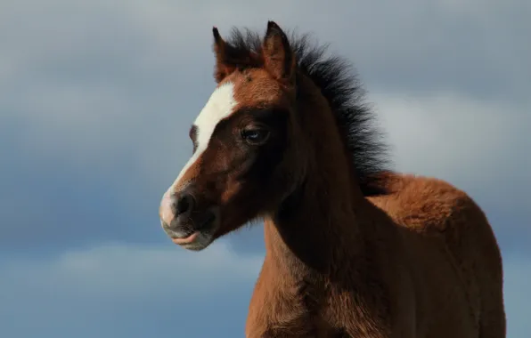 The sky, background, baby, foal