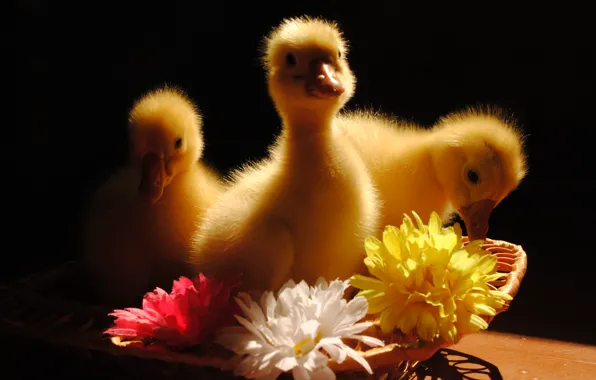 Animals, flowers, birds, the goslings