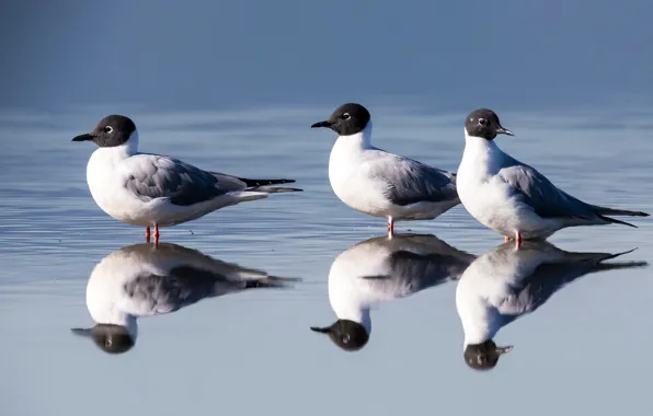 Picture water, the sun, reflection, bird, Bonaparte's Gulls, Bonaparta Seagull