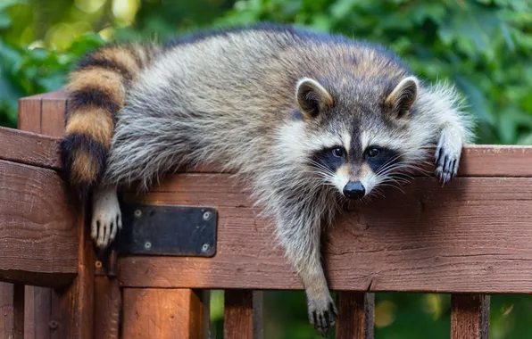 Pose, raccoon, face