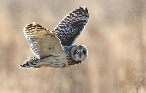 Flying, bird, owl, wildlife